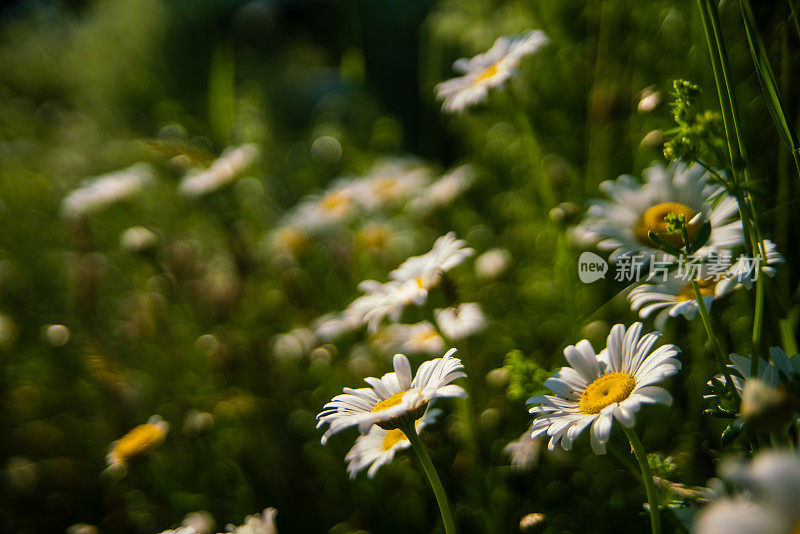 普通雏菊的特写(Bellis perennis)